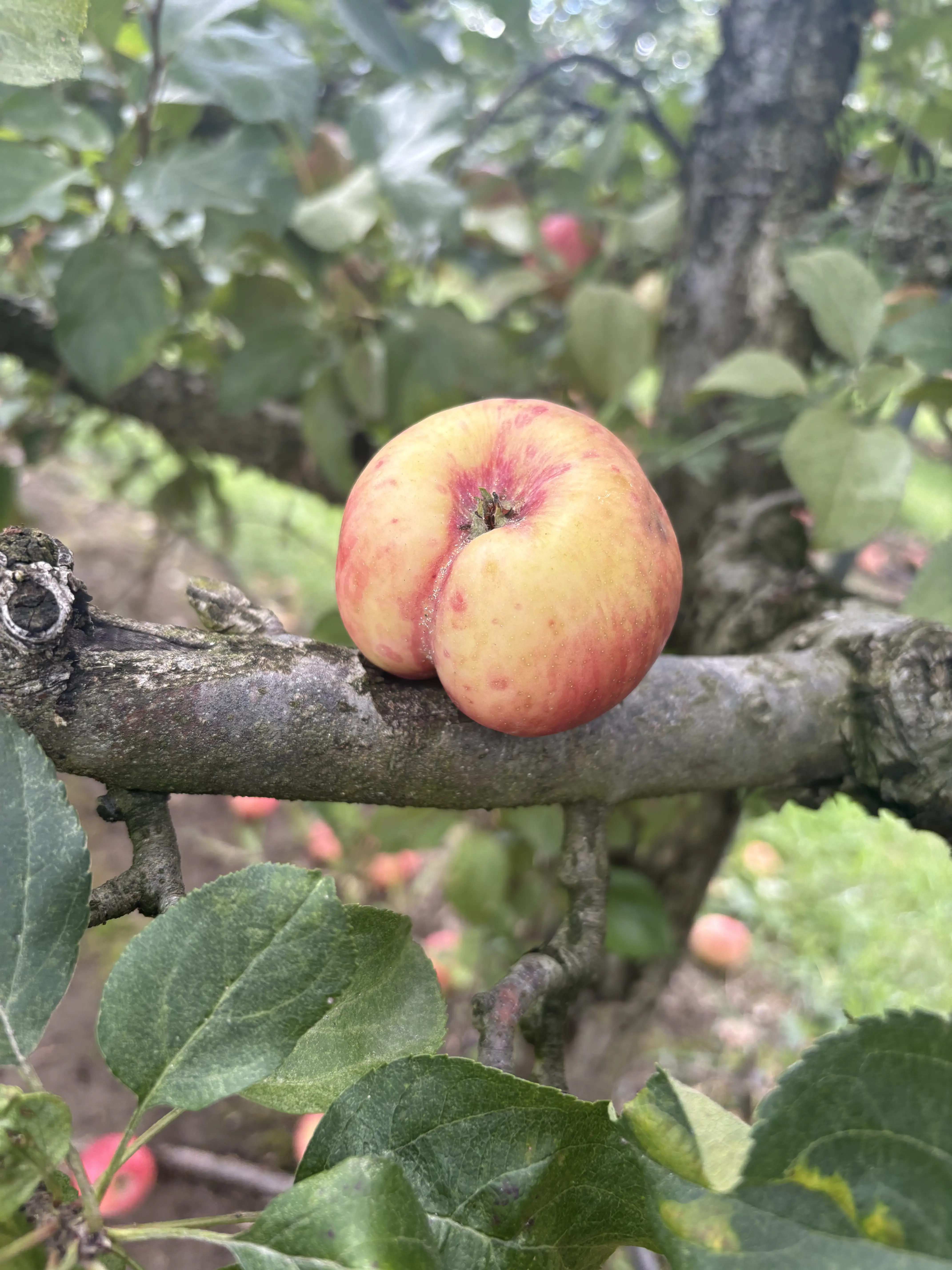 A lopsided pink-and-yellow apple balanced on a tree branch