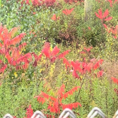 Bright pink-red leaves in a grassy, autumn spot