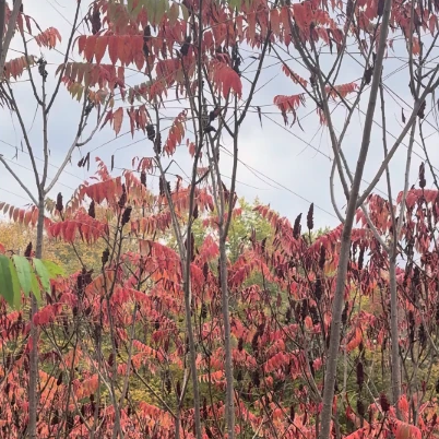 Sumac trees blowing in a light breeze